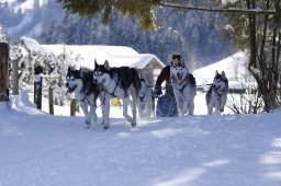 Lenk 2013